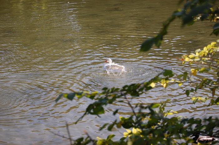 DSC_0254_resize - Bois de coulogne