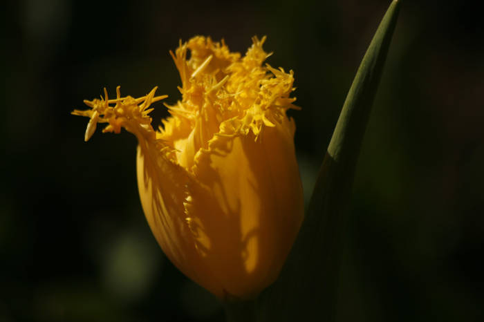 Hamilton - garden 2009