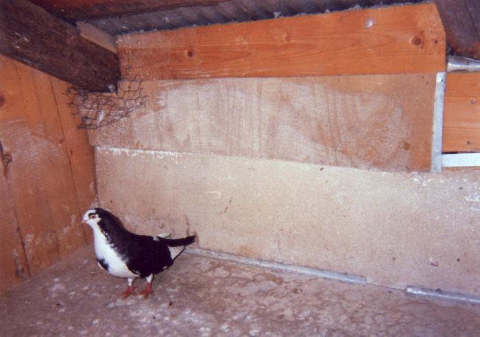 Gogu - porumbei din 1993-1995