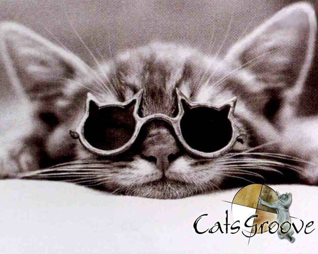 cats funnys 24 - CATSSSSSS