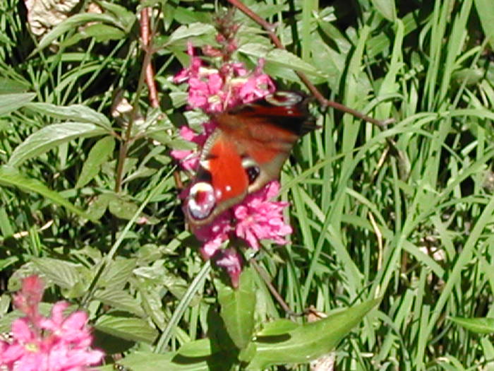 Picture 124 - Firiza