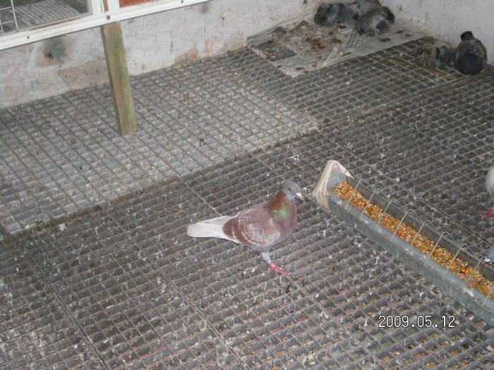 153 - porumbei Mihai si Gigi