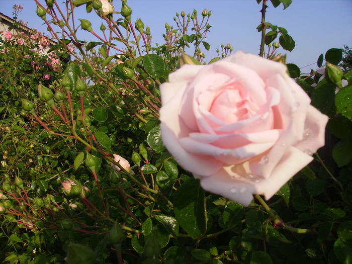IMG_0782 - trandafirii