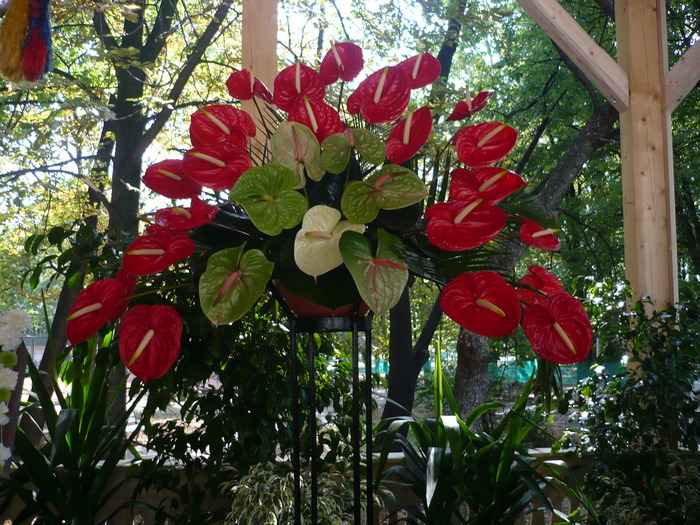 29-09-2009 047 - Expo-Flora 2009 Baia Mare