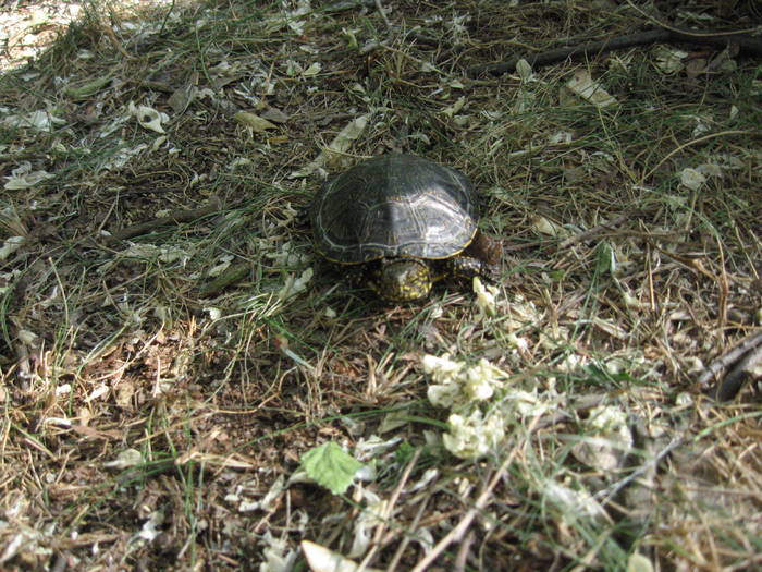 IMG_3502 - salcim I si II 2009