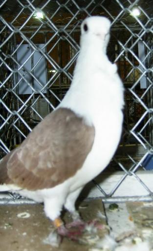 pescarus german 1 - 1501 Expo Timisoara 2006