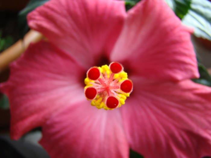 DSC07644 - Hibiscus 2009