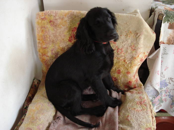 DSC09657 - ANIMALUTELE MELE