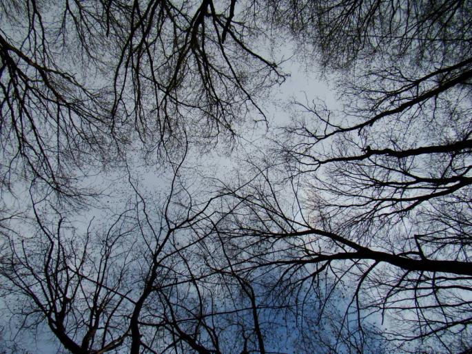 DSC02722 - 2008-03-22 - La padure-Baneasa