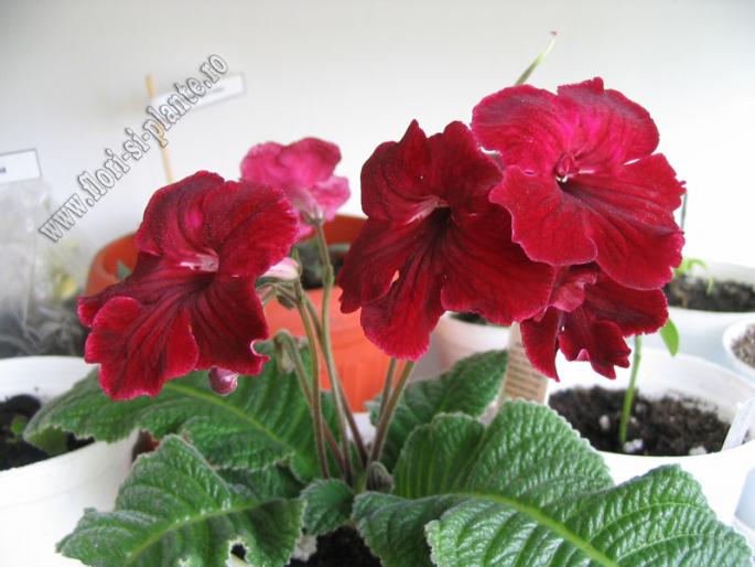 Streptocarpus Midnight flame 3 - Streptocarpus