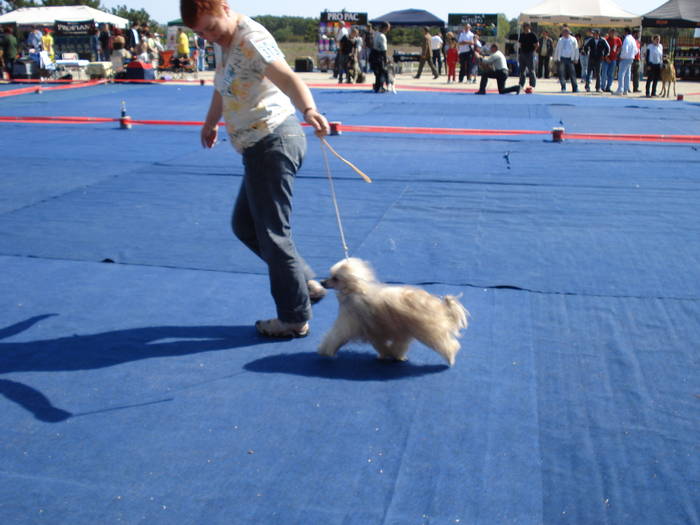 DSC07040 - 2007 EXPOZITIE CANINA