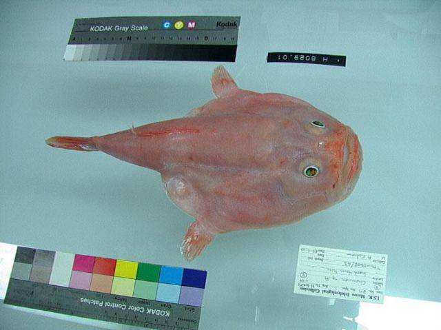 coffinfish9 - pesti