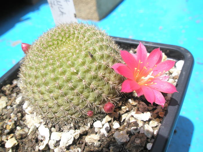 Rebutia minuscula 15.05