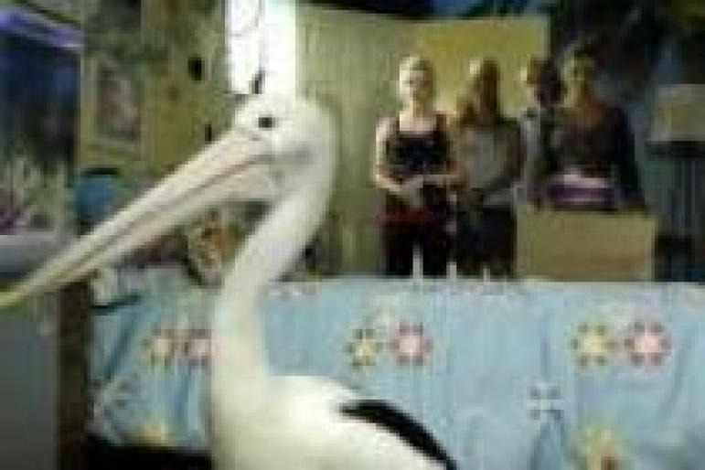 UBZFJKXQLBLCCTJWHPR[1] - sirenele h2o