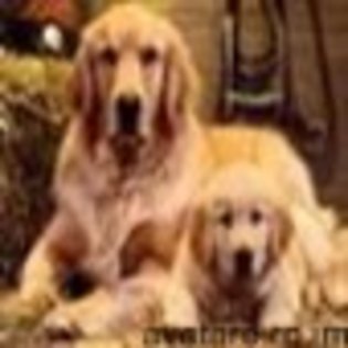 animale__avatare-cu-catei-06_jpg_85_cw85_ch85 - CATELUSI