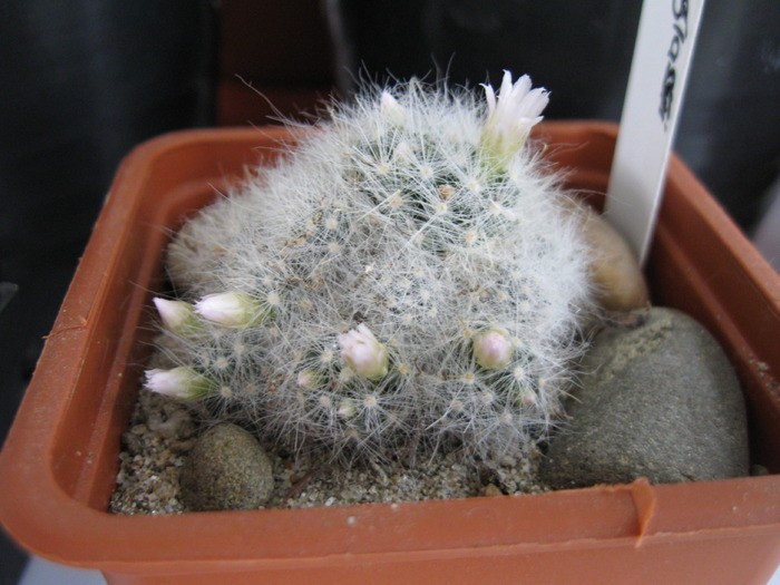 M.glasii