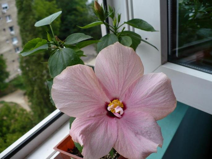 hibiscus rozaliu