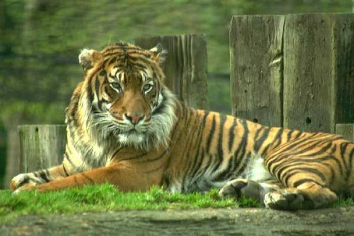 031 - tigri si feline