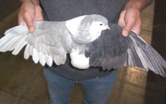 Mosaic Lahore Lavender & Black