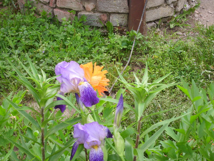 DSCI0193 - flori din gradina mea