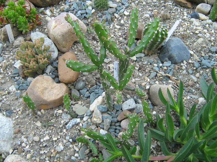 IMG_8211 - Cactusi la mosie 17 iunie 2009