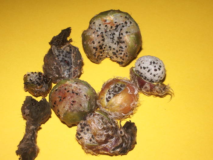 Fructe Lobivia - Fructe de cactusi si suculente