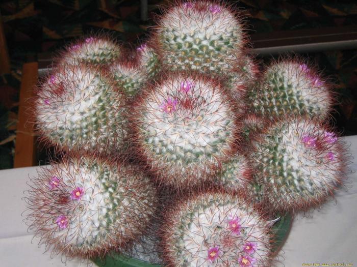 mammillaria_bombycina4 - Cactusi care m-au impresionat prin frumusete