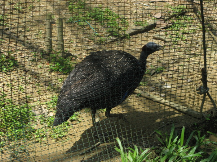 IMG_0063 - 2_1 - Kuala Lumpur Bird Park