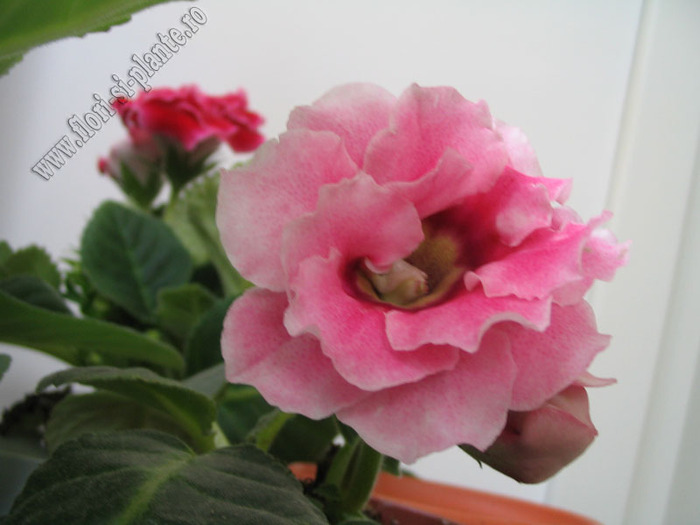 Gloxinia roz involt picatele 4 - GLOXINIA _ SINNINGIA