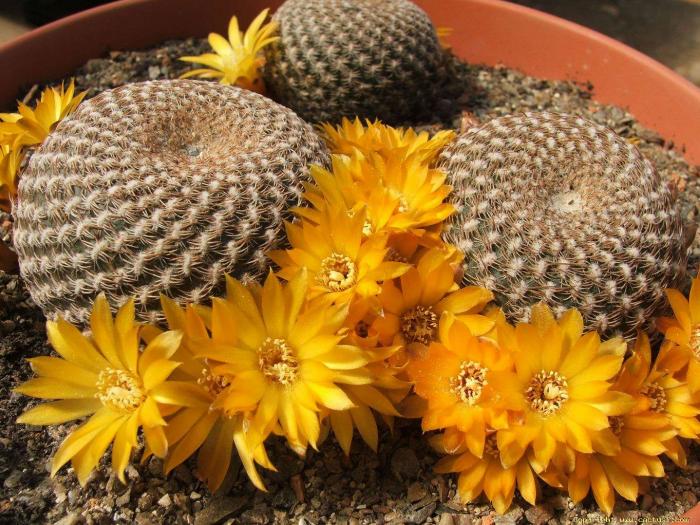 sulcorebutia_arenacea1