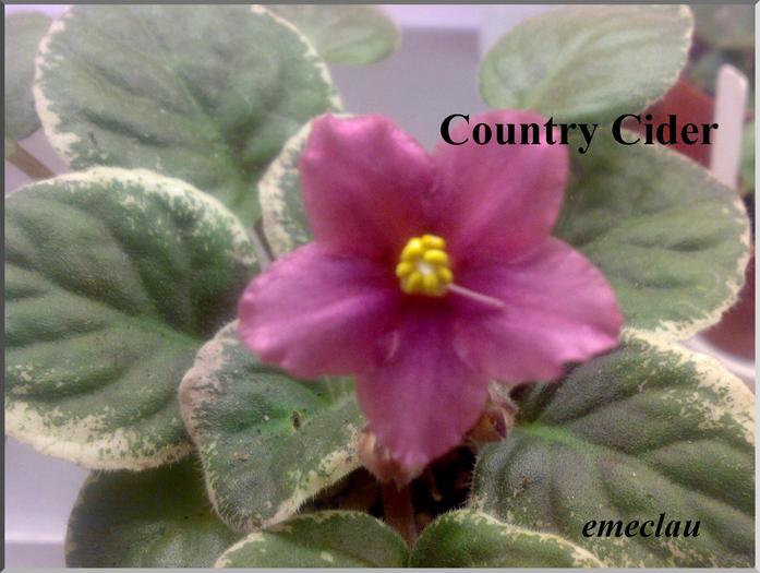 Country Cider - violete cu nume 2009