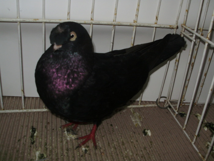 iasi 15 - 1509 rom juc 1