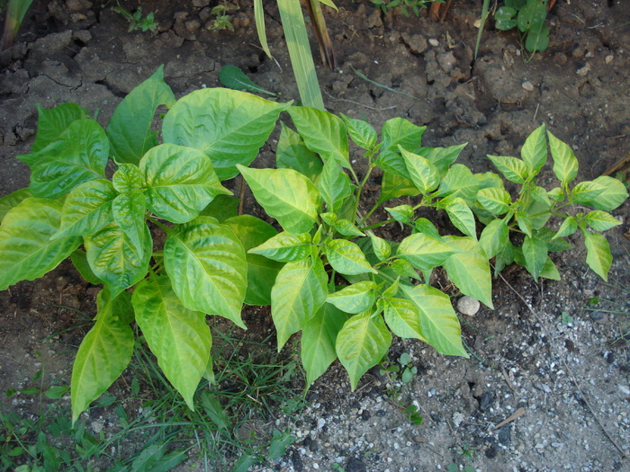 Habanero Peppers (2009, August 04) - Habanero