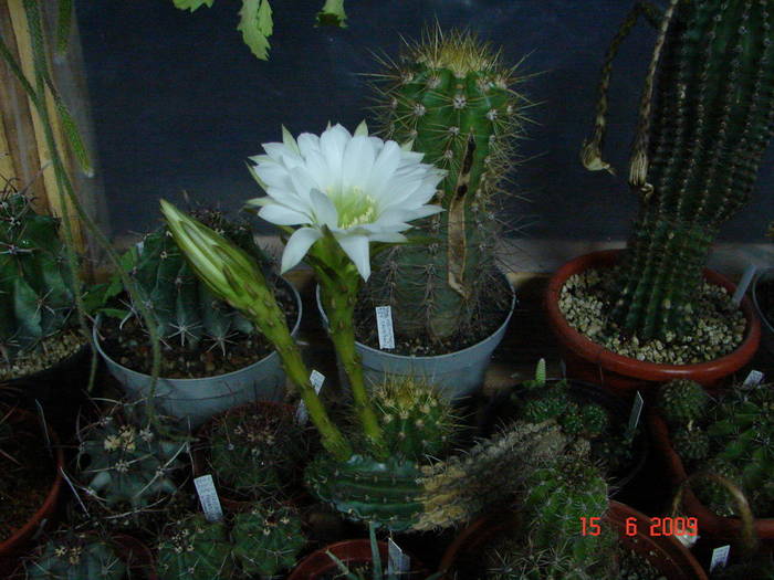 DSC06174