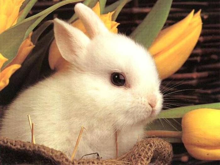 rabbit8 - rabbit