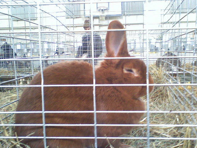 Copy of 021509095908 - Expo Tg Secuiesc 15 02 09