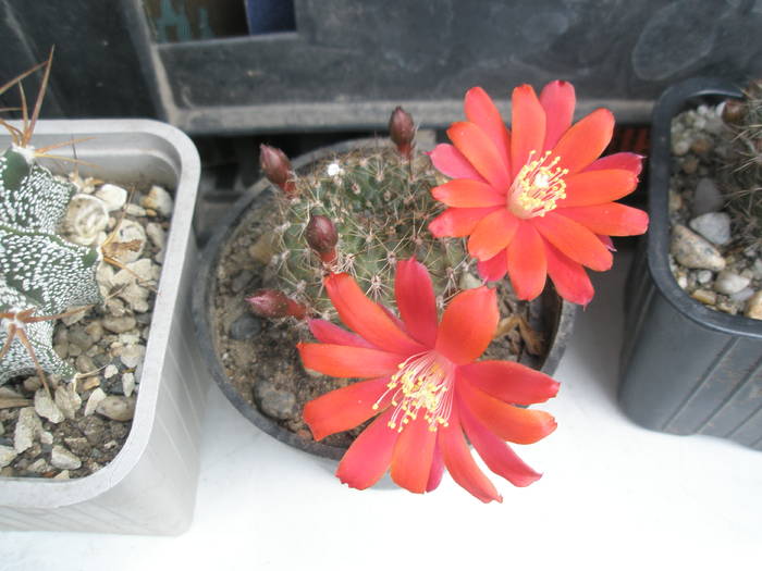 Rebutia fiebrigii - 19.05