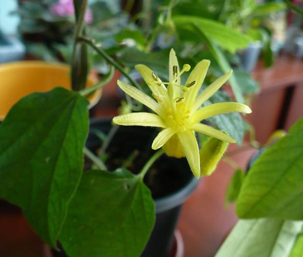 Floare de Passiflora citrina - Passiflora