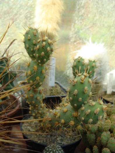 Tephrocactus dimorphus - Opuntia-Tephrocactus