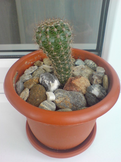 DSC02491 - Cactusi