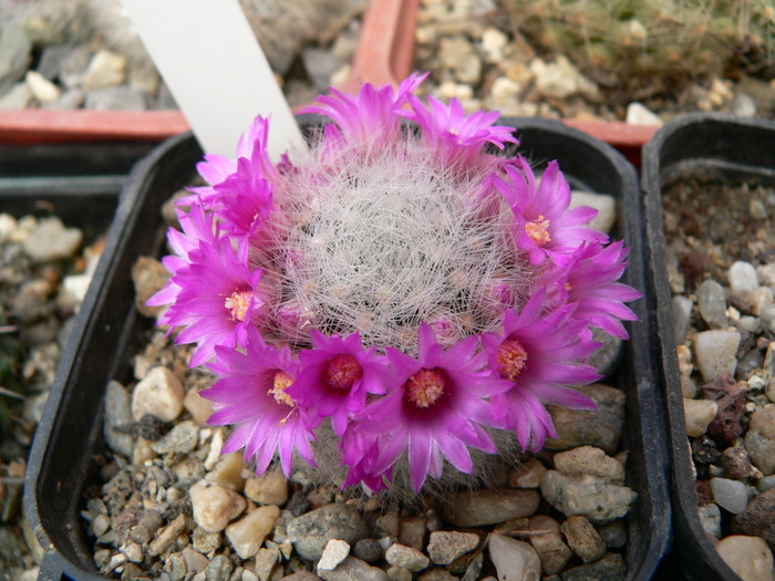 mammillaria_laui_v.dasyacantha