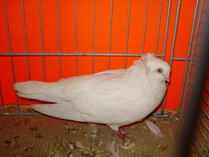 18297 szekesfehervar 1 - 1505 partea 9a