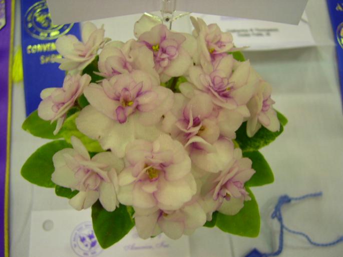 Robs_Cool_Fruit_2005avsa - violete de pe net 1