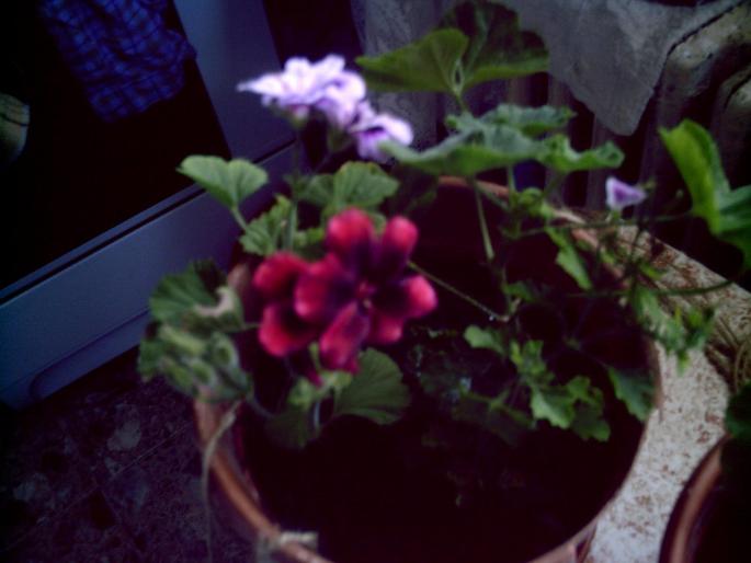  - pelargonium