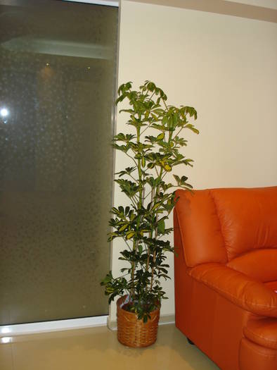 SCHEFFLERA - FLORILE MELE