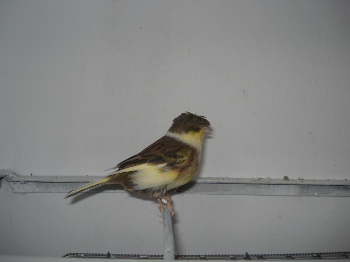 DSC00486 - canari