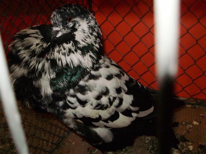 07989 hessenkr 0 - 1505 partea 5