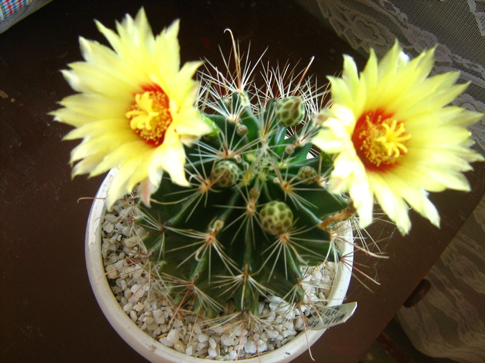 Picture 033 - cactusii mei