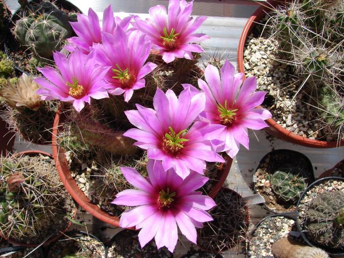 Echinocereus blanckii v berlandierii