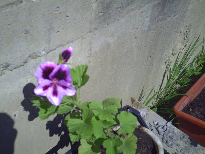 PICT0052 - pelargonium